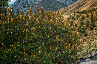 Forestación