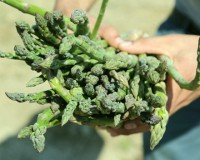 Los proyectos de desarrollo de Antamina incluyen cadenas productivas de palta, melocotón, espárrago, lácteos y silvopasturas