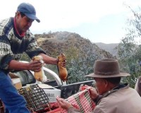 antamina-entrega-cuyes_reproductores1