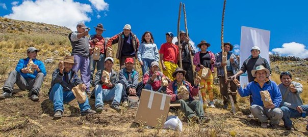 papas_nativas-siembra-ancash1