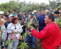 Huaral: Productores de Melocotón