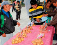 Proyectos productivos presentes en San Marcos.