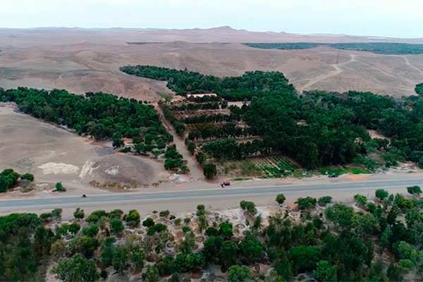 bosque de huarmey